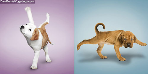 Yoga dogs and cats from Dan Borris