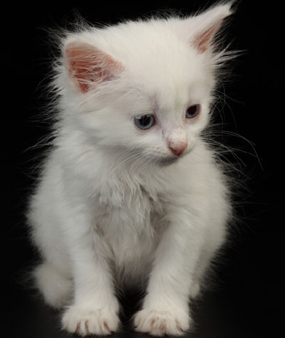 White cat