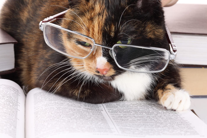 700-cat-smart-eyeglasses-reading-book-pet-intelligent