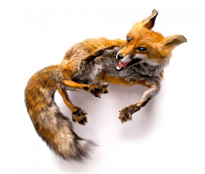 reid-peppard-fox-stole-700x700