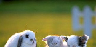 Beautiful Pictures. Baby Animals