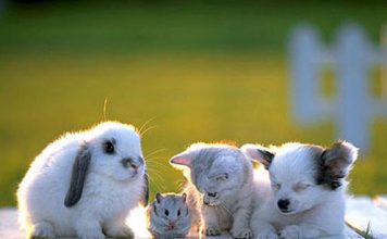 Beautiful Pictures. Baby Animals