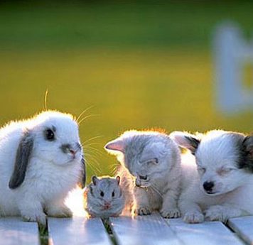 Beautiful Pictures. Baby Animals