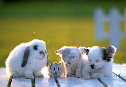 Cute Baby Animals