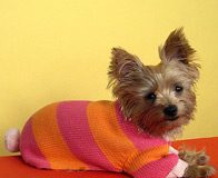 Latest Fashion Trends for Dogs