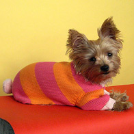 Latest Fashion Trends for Dogs