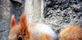 Beautiful Pictures. Squirrels