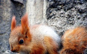 Beautiful Pictures. Squirrels