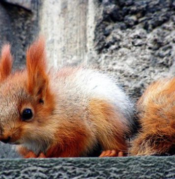 Beautiful Pictures. Squirrels