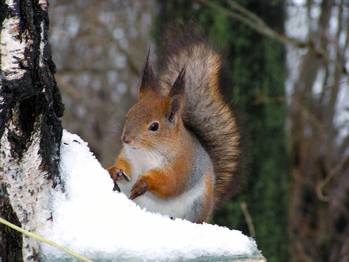 Squirrel in Winter
