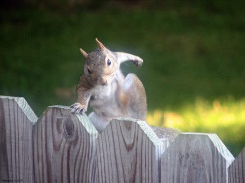 Strong Squirrel