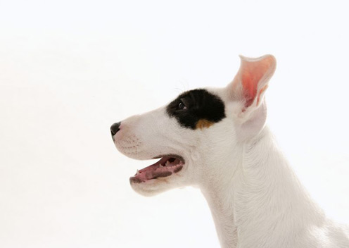 Cute Bull Terrier