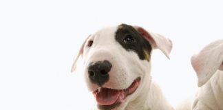 Bull Terrier – Perfect Pet or Killer?