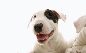 Bull Terrier – Perfect Pet or Killer?