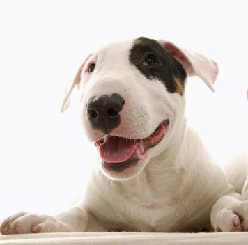Bull Terrier – Perfect Pet or Killer?