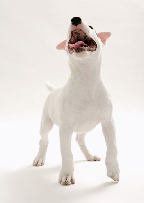 The Bull Terrier