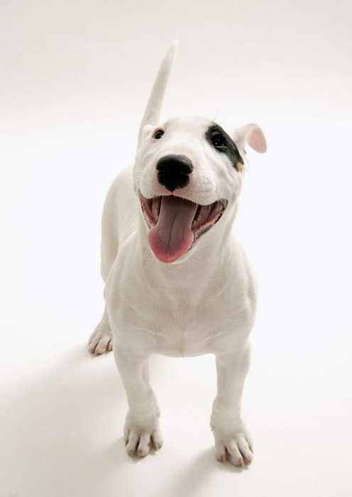 Funny Bull Terrier