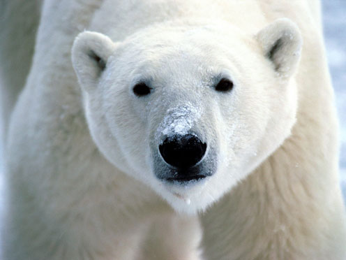 Polar Bear