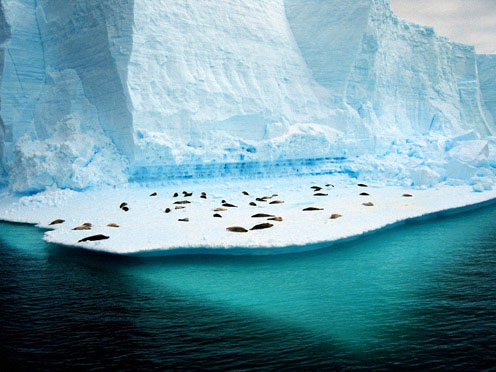 Penguins on Ice, Antarctica