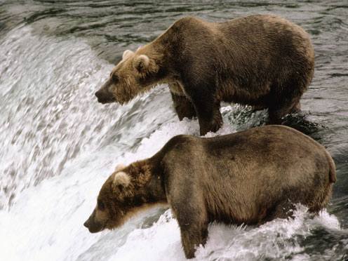 Bears in River