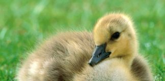 Beautiful Pictures. Baby Animals Part 2