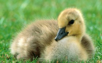 Beautiful Pictures. Baby Animals Part 2