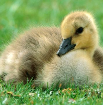 Beautiful Pictures. Baby Animals Part 2