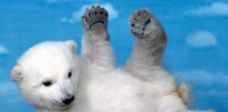 Pictures of Cute Bears