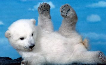 Pictures of Cute Bears
