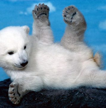 Pictures of Cute Bears