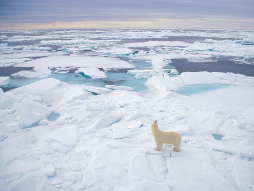 Lonely Bear