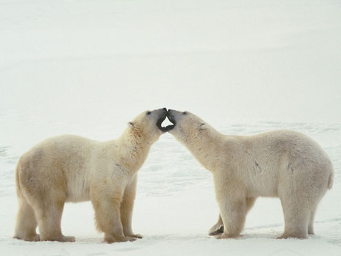 Kissing Bears