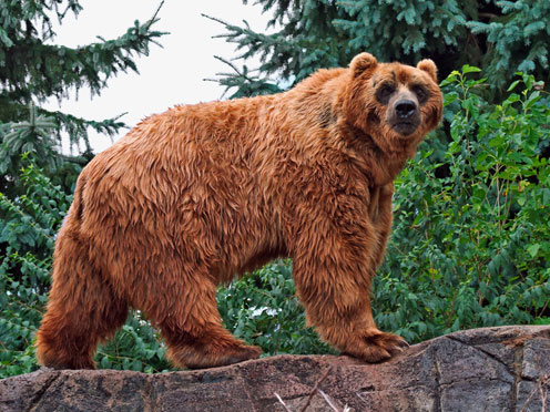 Brown Bear