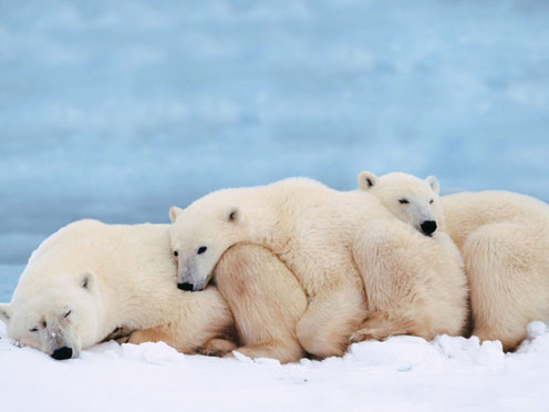 Sleeping Bears