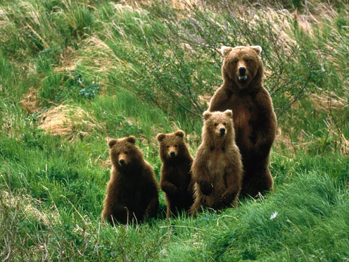 Bear Family