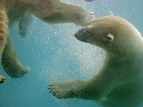 Swimming Bears