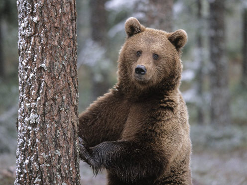 Brown Bear