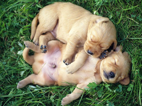 Two Little Puppies