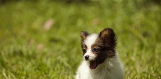 Cute Pictures of Puppies Part 1