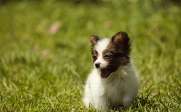 Cute Pictures of Puppies Part 1