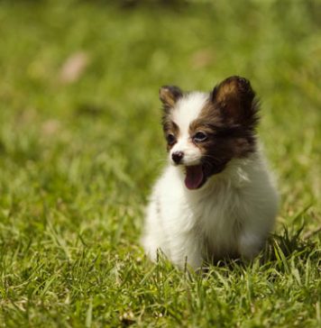 Cute Pictures of Puppies Part 1