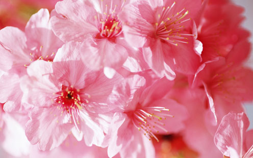 Pink Flowers