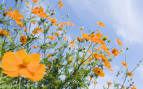 Field Orange Flowers