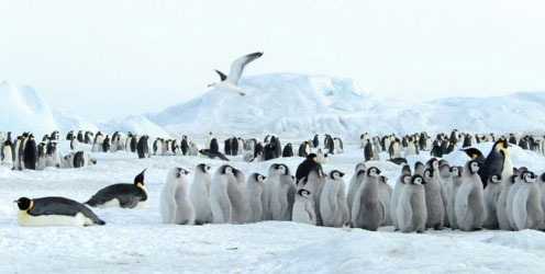 Lots of Penguins in Antarctica