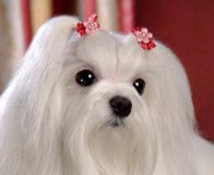 Translate from Dog Language into English