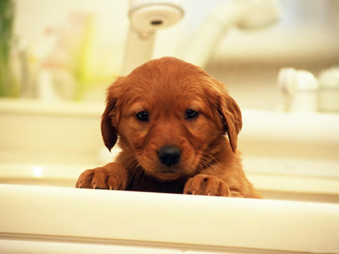 Puppy in the Bathroom