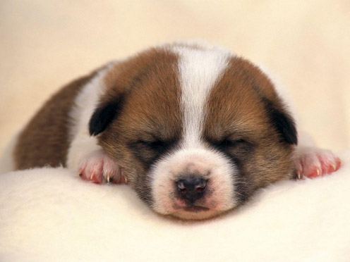 Sleeping Puppy