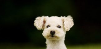 Cute Pictures of Puppies Part 2