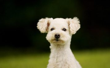 Cute Pictures of Puppies Part 2