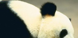 Cute Pictures of Panda Part 1